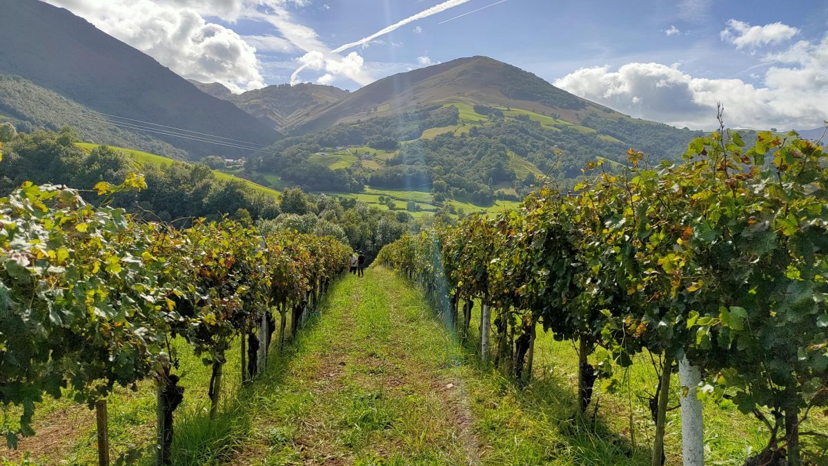 Domaine Agerria - Vins Irouléguy AOP